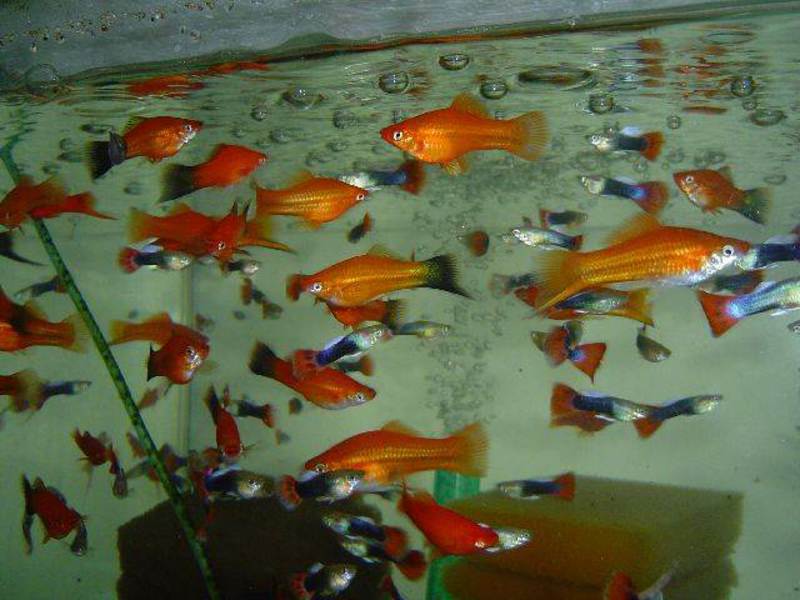 דגי אקווריום זנב חרב