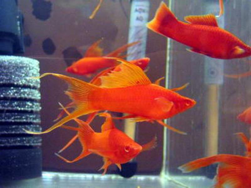 זנב חרב שחור