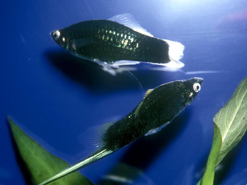 דג זנב חרב באקווריום ביתי