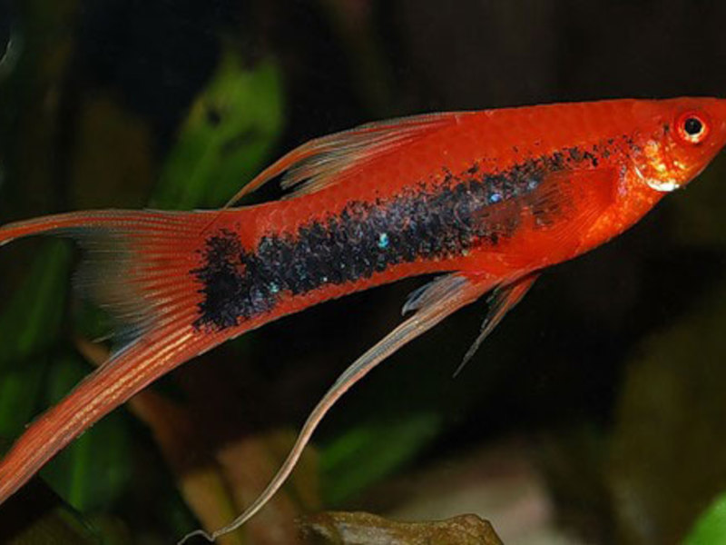 תיאור של דגי אקווריום