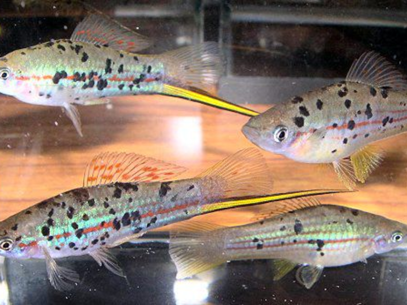 כללים לשמירה על זנבות חרב