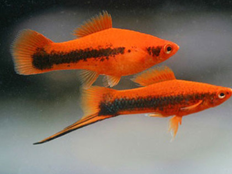 תיאור נושא החרבות