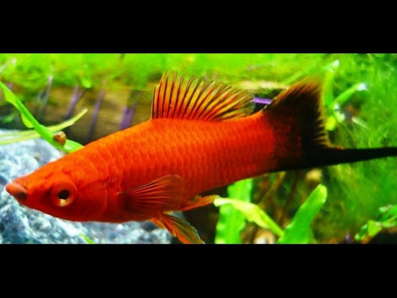 טיפול ותחזוקה של דגים