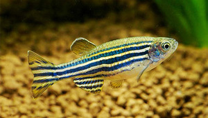 תכונות רבייה