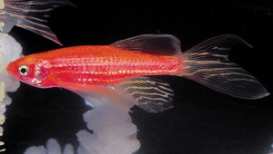 אלמוגים דניו תיאור דניו רריו