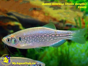 דניו דנגילה תיאורי דגים