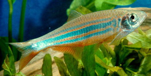 מלאבר דניו דג אקווריום דניו ררי