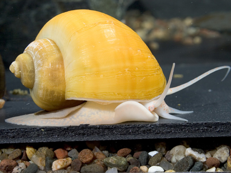 סוגי חלזונות