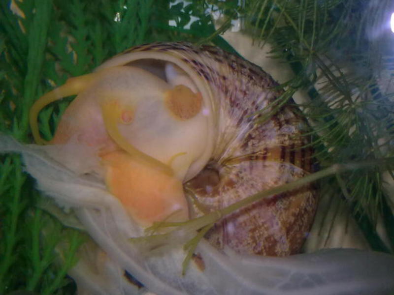 חילזון מים מתוקים