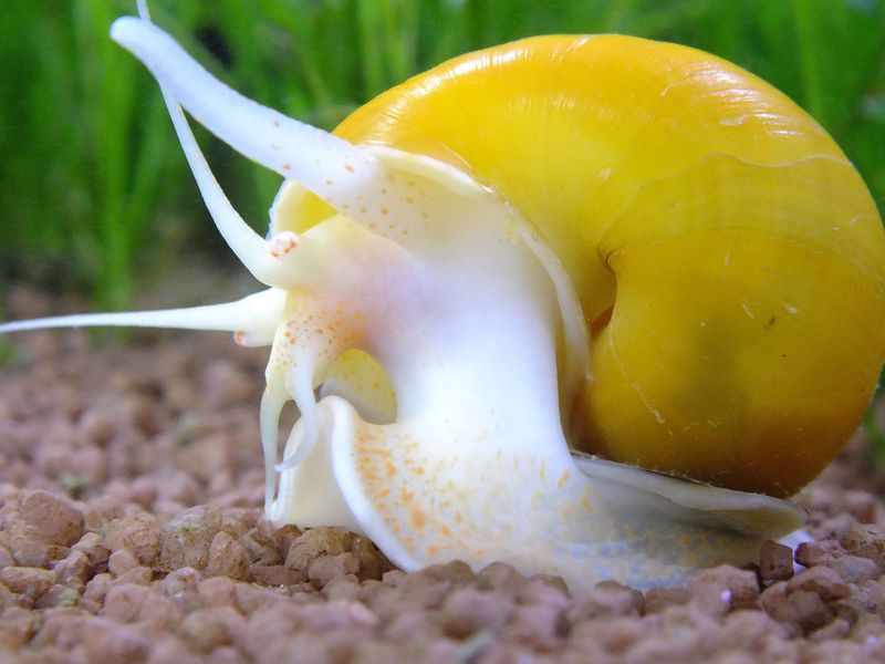 כיצד חלזונות תפוחים מתרבים?