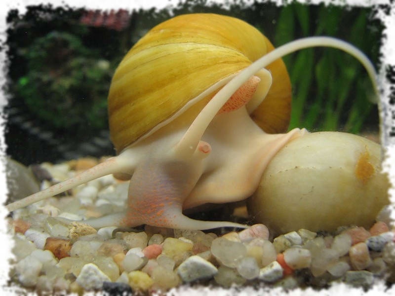 צביעה טבעית של אמפולריה