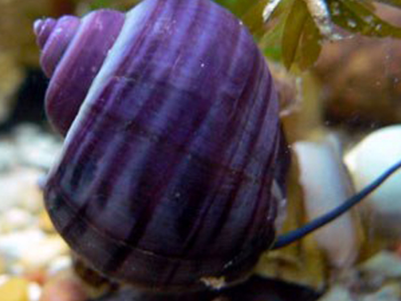 תוכן האמפולריה