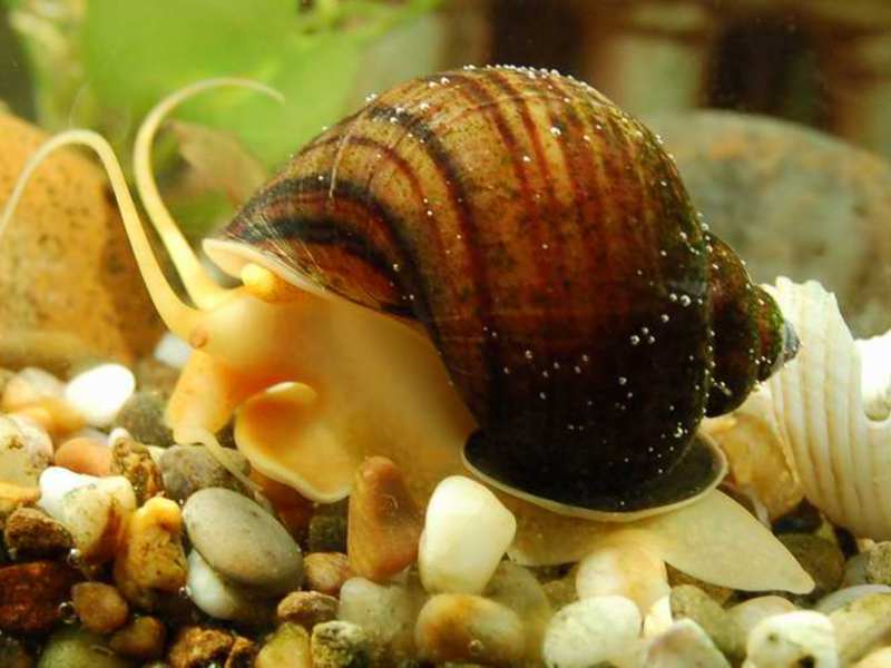 אמפולריה באקווריום