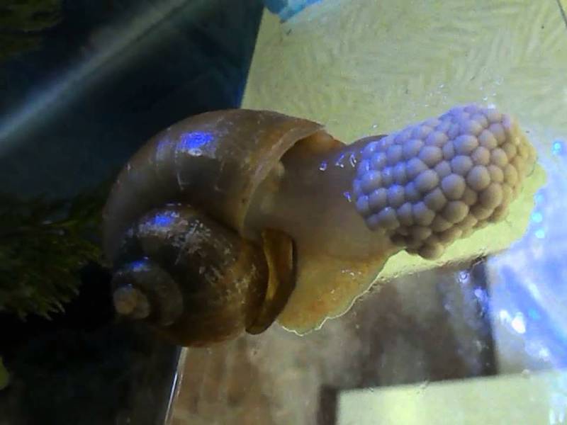 אמפולריה של חלזונות מים מתוקים