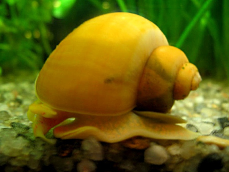 כיצד לטפל כראוי בחלזונות תפוחים