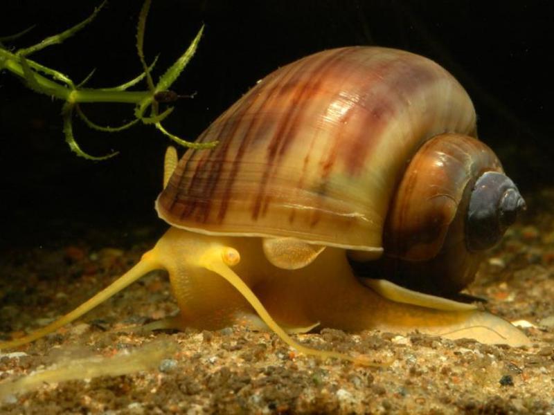 חילזון אמפולריה