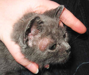 כיצד לטפל בגזזת אצל חתולים בבית