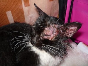 גזזת אצל חתול