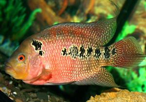 דגי תוכי באקווריום: תמונות, תיאור המין ודרישות התחזוקה