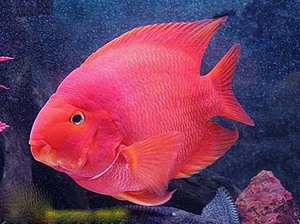 דג תוכי באקווריום