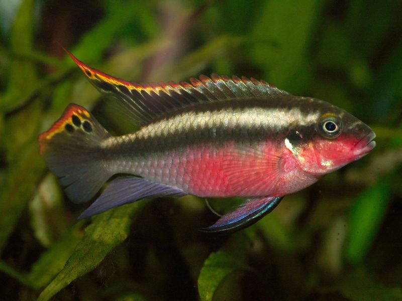 דגי תוכי באקווריום