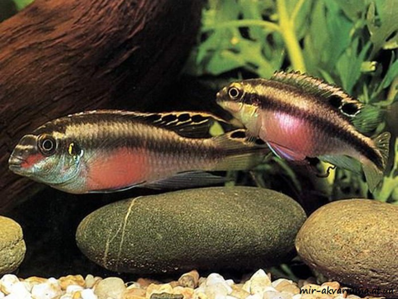 טיפול בדגי תוכי