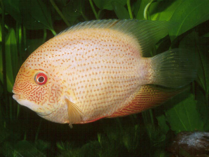 דג תוכי באקווריום ביתי