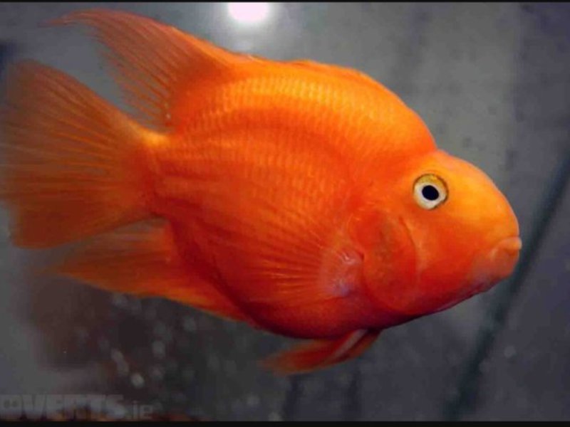 מה להאכיל דג תוכי