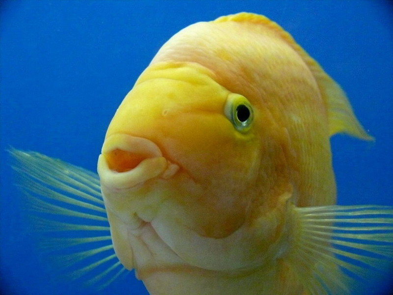 דגי תוכי באקווריום