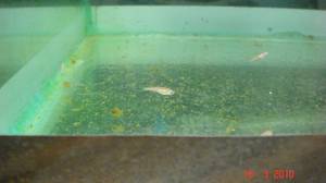 השרצה של דניו כיצד מתבצעת ההשרצה?