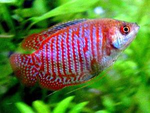 לאליוס האדום ליאליוסים ידידותיים וביישנים