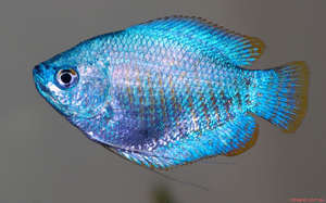 דג אקווריום לאליוס