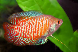 רבייה של גובים איך לטפל בגוראמי