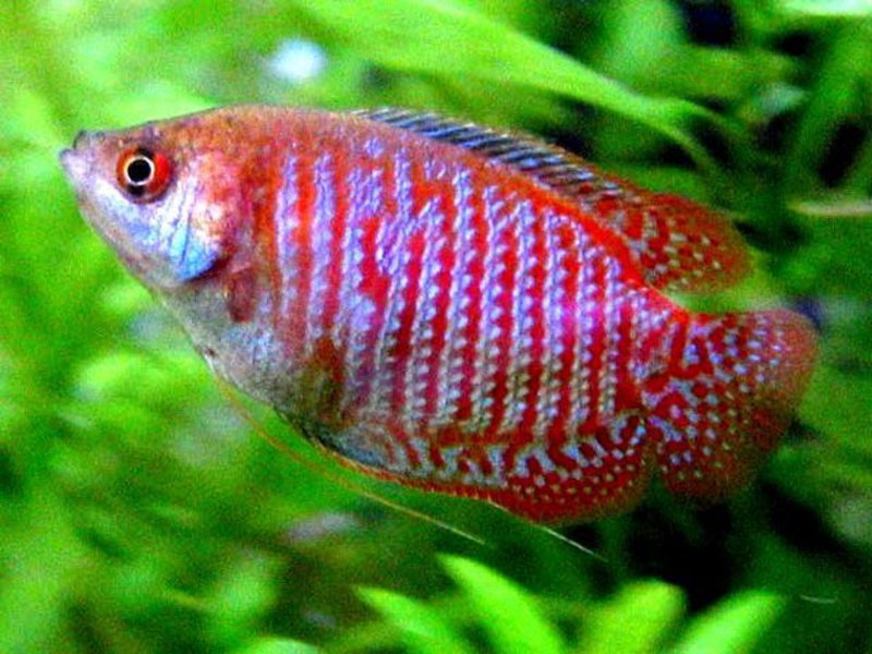 לליוס: תחזוקת דגים האכלת הגוביים