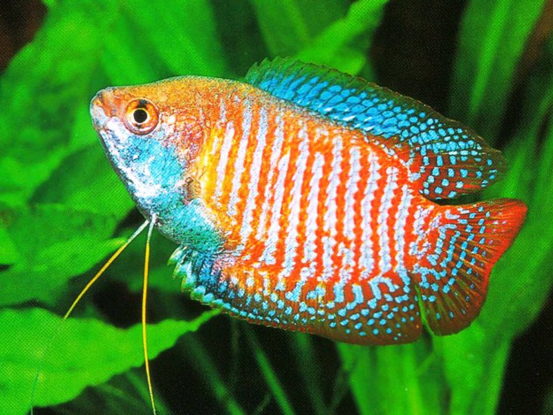 לאליוס - טיפול נכון בדגי אקווריום טיפול בגוראמי