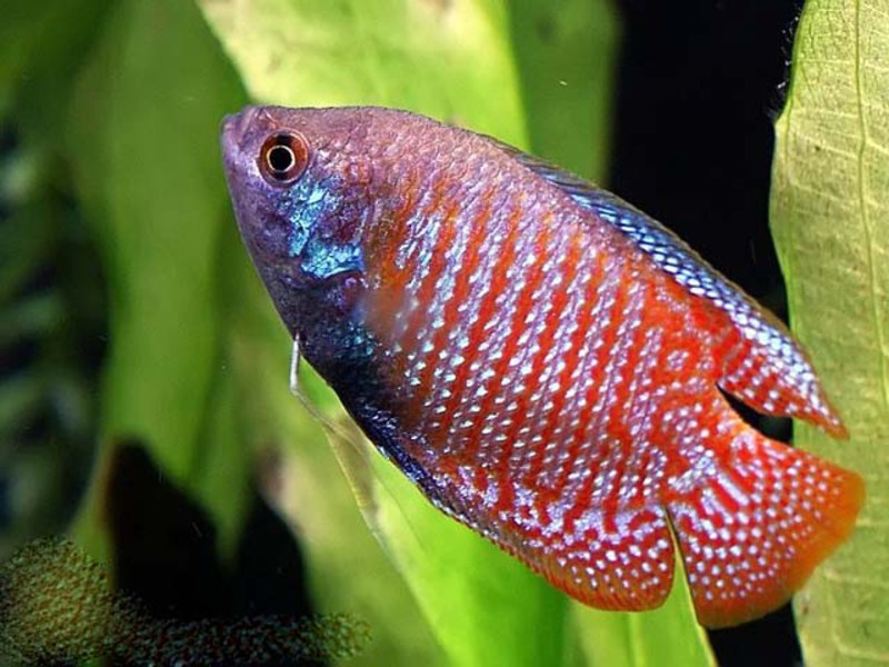 איך לגדל גוראמי לליוסים הם ידידותיים וביישנים