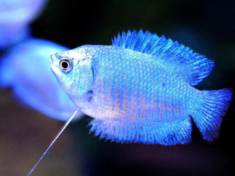 לאליוס - טיפול נכון בדגי אקווריום תיאור של דגי אקווריום ולליוס