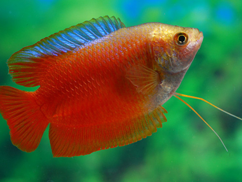 איך לגדל גוראמי תוכן של אלאליוסים