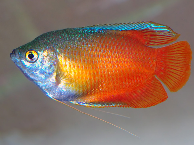 לליוס: תחזוקת דגים האכלת הגובי