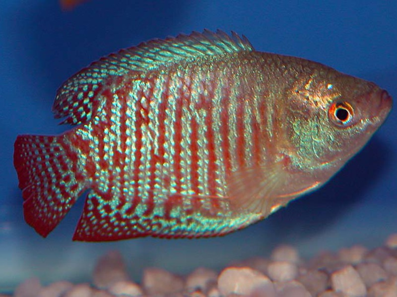 משפחת לאליוס איך נראה דג לאליוס?