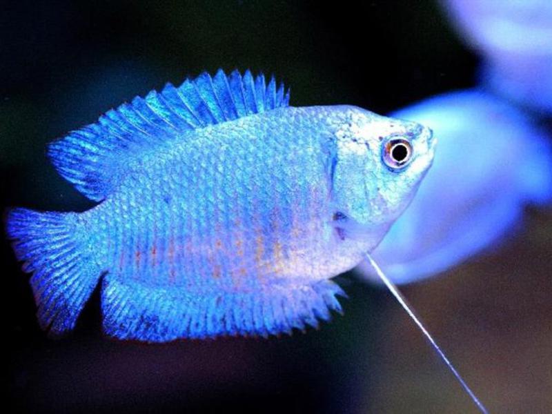 תיאור הלליוס לליוסים הם ידידותיים וביישנים