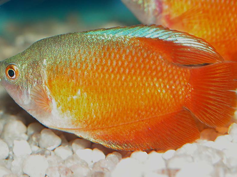 סוגי דגי אקווריום לאליוס הוא ותיק בגידול דגי נוי.