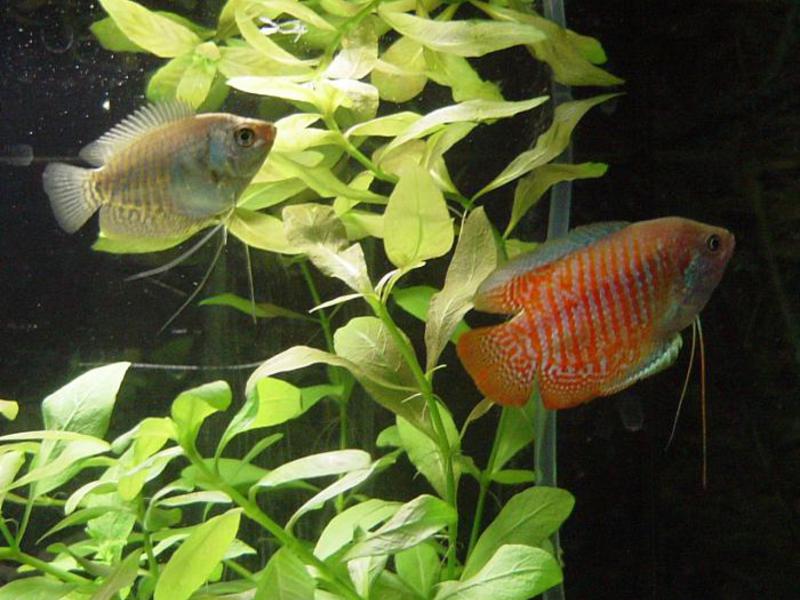 איך להאכיל גוראמי איך לטפל בגוראמי