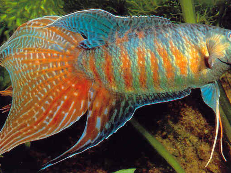 לאליוס הוא ותיק בגידול דגי נוי. דגים באקווריום, לליוסים