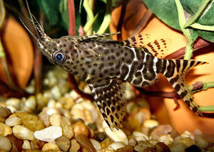 תכונות של שמירה על שפמנון סינודונטיס באקווריומים