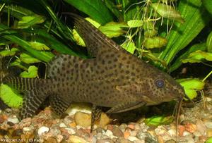 תחזוקה וטיפול סינודונטיס פוליפקטינוס