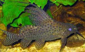 האכלת שפמנונים באקווריום סינודונטיס שוטון