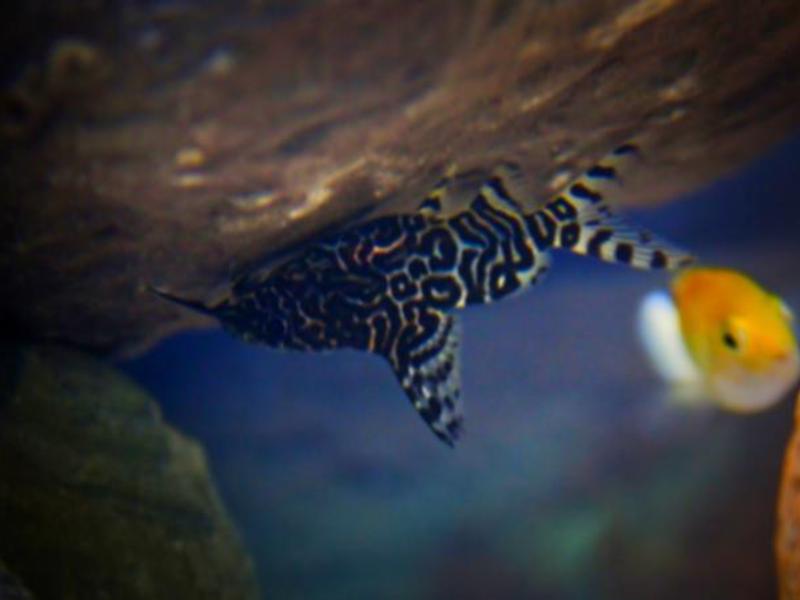 שפמנון אקווריום סינודונטיס שפמנון