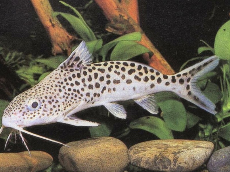 שפמנון נמר שפמנון רב-כתמי