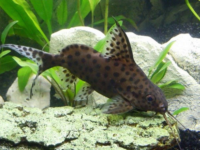 סינודונטיס אופטרוס דגל שפמנון